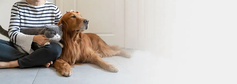 Katze und Hund liegen auf dem Schoß einer Frau
