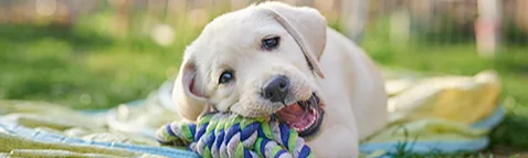 NEU: ARAG Tier-Krankenversicherung